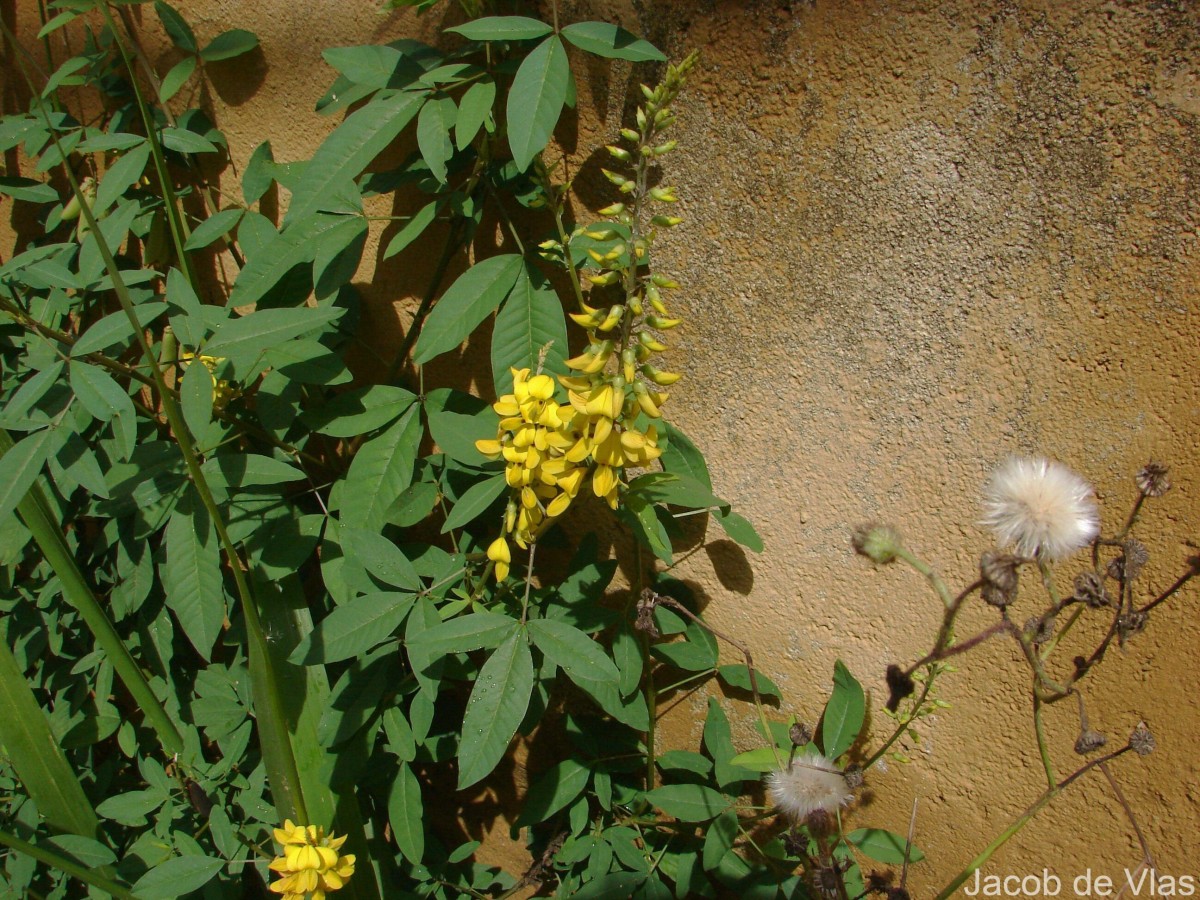 Crotalaria trichotoma Bojer